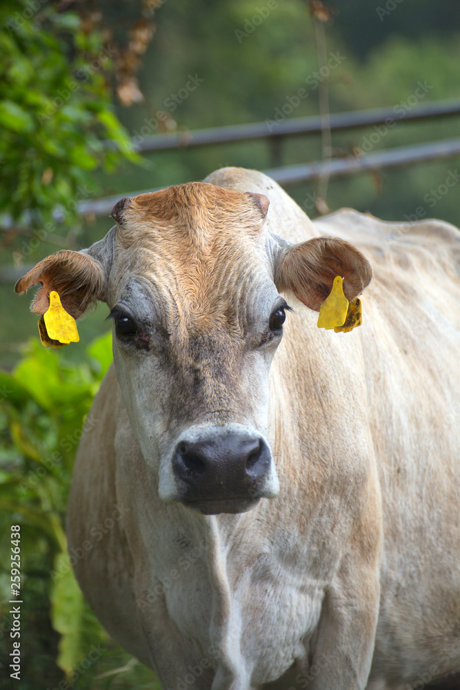 Cow on farm near Millaa Millaa on the Atherton Tablelands in Tropical North Queensland, Australia Cow on farm near Millaa Millaa on the Atherton Tablelands in Tropical North Queensland, Australia