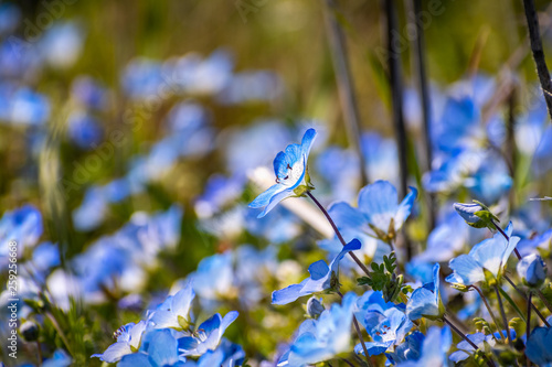 Close up of Baby Blue Eyes (Nemophila menziesii) wildflowers, California