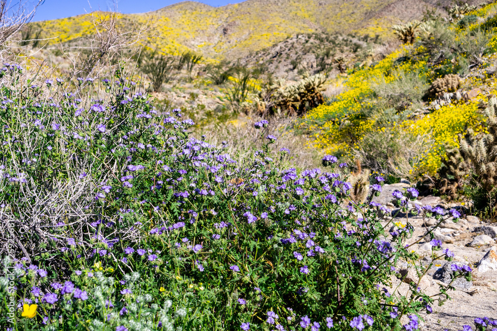 Phacelia (Phacelia crenulata) wildflowers blooming in Anza Borrego Desert State Park during a spring super bloom; Pygmy poppies wildflowers covering the hills in the background; California Phacelia (Phacelia crenulata) wildflowers blooming in Anza Borrego Desert State Park during a spring super bloom; Pygmy poppies wildflowers covering the hills in the background; California