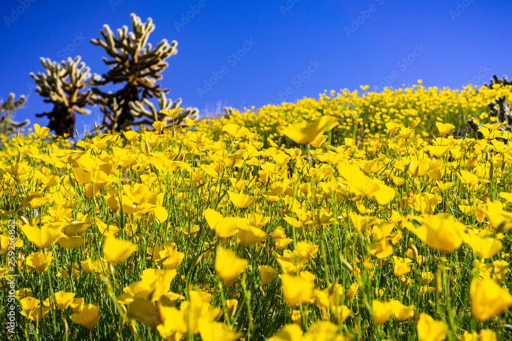 Field of Pygmy poppies (Eschscholzia minutiflora) growing during a super bloom in Anza Borrego Desert State Park, south California Field of Pygmy poppies (Eschscholzia minutiflora) growing during a super bloom in Anza Borrego Desert State Park, south California