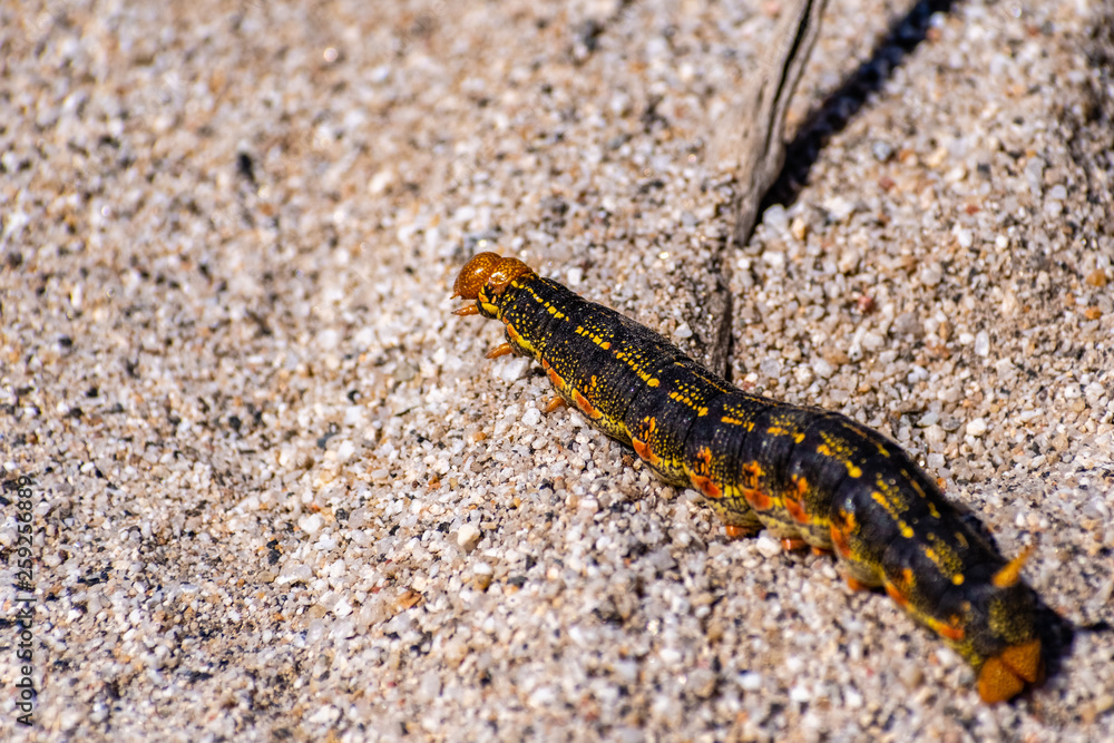 Close up of White-lined Sphinx moth (Hyles lineata) caterpillar, Anza Borrego Desert State Park, San Diego county, California