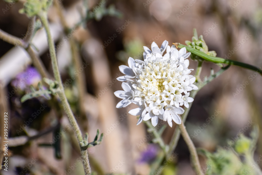 Close up of Chaenactis fremontii (Fremont's pincushion or Desert pincushion) wildflower, Anza Borrego Desert State Park, California Close up of Chaenactis fremontii (Fremont's pincushion or Desert pincushion) wildflower, Anza Borrego Desert State Park, California