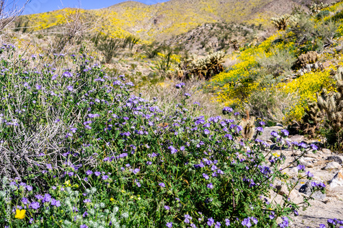 Phacelia (Phacelia crenulata) wildflowers blooming in Anza Borrego Desert State Park during a spring super bloom; Pygmy poppies wildflowers covering the hills in the background; California