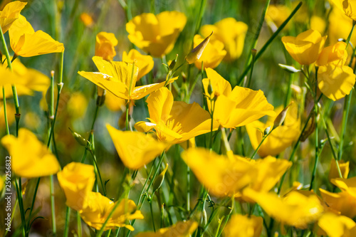 Pygmy poppies (Eschscholzia minutiflora) growing during a super bloom in Anza Borrego Desert State Park, south California photo