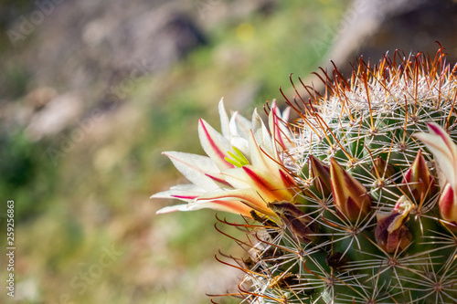 Ταπετσαρία Mammillaria dioica  (also called the strawberry cactus, California fishhook cact
