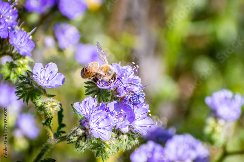 Close up of honey bee pollinating Phacelia  Phacelia crenulata  wildflowers blooming in Anza Borrego Desert State Park during a spring super bloom  San Diego county  California