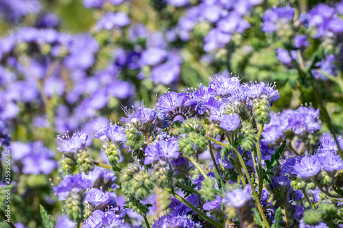 Phacelia  Phacelia crenulata  wildflowers blooming in Anza Borrego Desert State Park during a spring super bloom  San Diego county  California