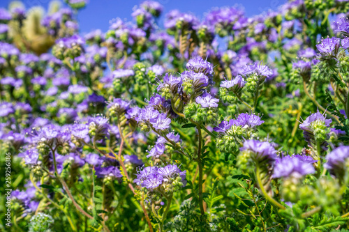 Phacelia (Phacelia crenulata) wildflowers blooming in Anza Borrego Desert State Park during a spring super bloom, San Diego county, California © Sundry Photography