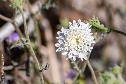 Close up of Chaenactis fremontii (Fremont's pincushion or Desert pincushion) wildflower, Anza Borrego Desert State Park, California photo
