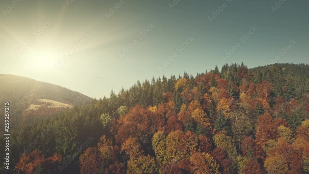 Epic Highland Slant Surface Sun Beam Aerial View. Multicolored Autumn Fir Tree Wood Wildlife Nature Habitat Overview. Sunrise Sight Forest Cliff Clean Ecology Concept Drone Flight Footage 4K (UHD) Epic Highland Slant Surface Sun Beam Aerial View. Multicolored Autumn Fir Tree Wood Wildlife Nature Habitat Overview. Sunrise Sight Forest Cliff Clean Ecology Concept Drone Flight Footage 4K (UHD)