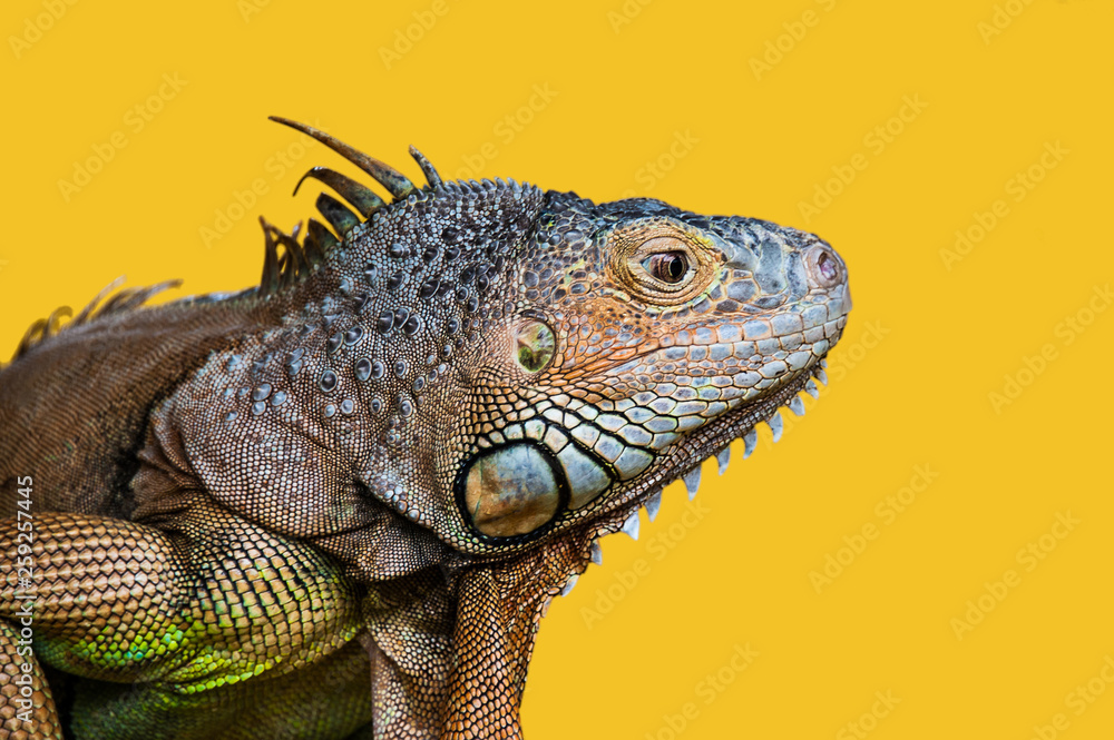 Fototapeta premium close-up detailed portrait of iguana against yellow background, Malaysia