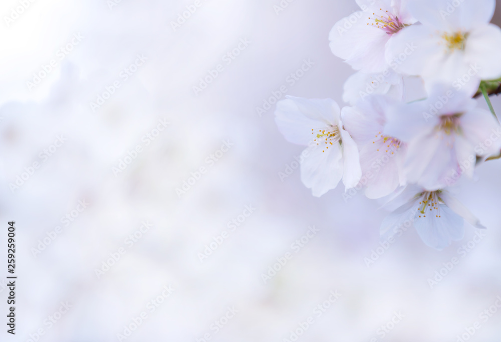桜 桜