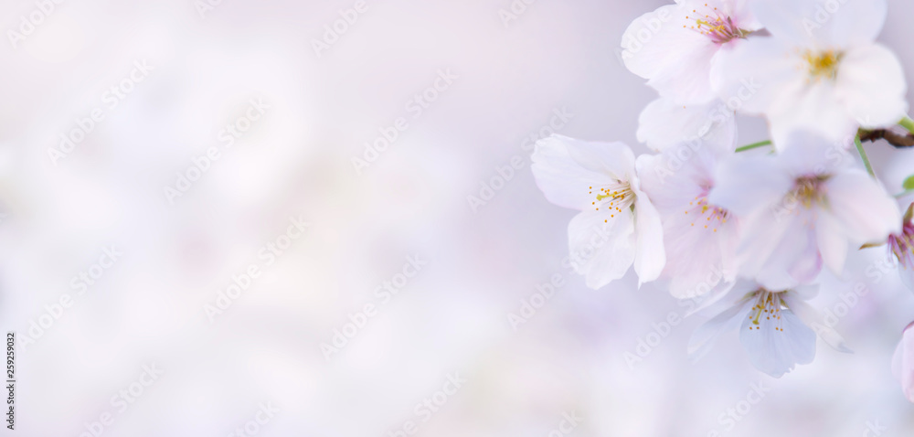 桜 桜