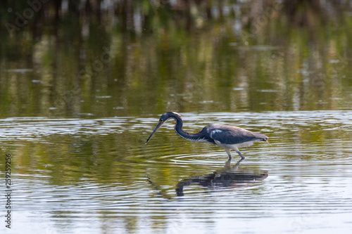 Orlando Wetlands