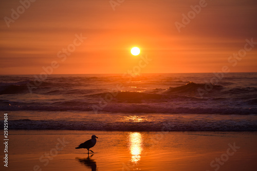 Beach sunset and seagull
