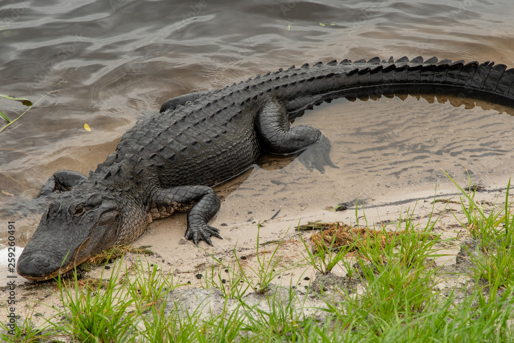Naklejka premium Orlando Wetlands