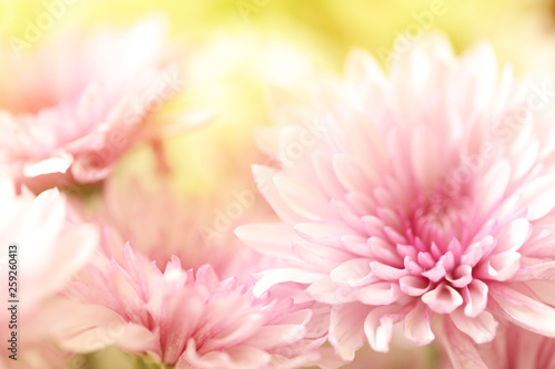 Fresh pink flowers with a blurred yellow background.