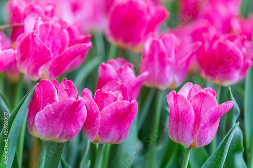 Tulip flower with green leaf background in tulip field at winter or spring day for postcard beauty decoration and agriculture concept design.