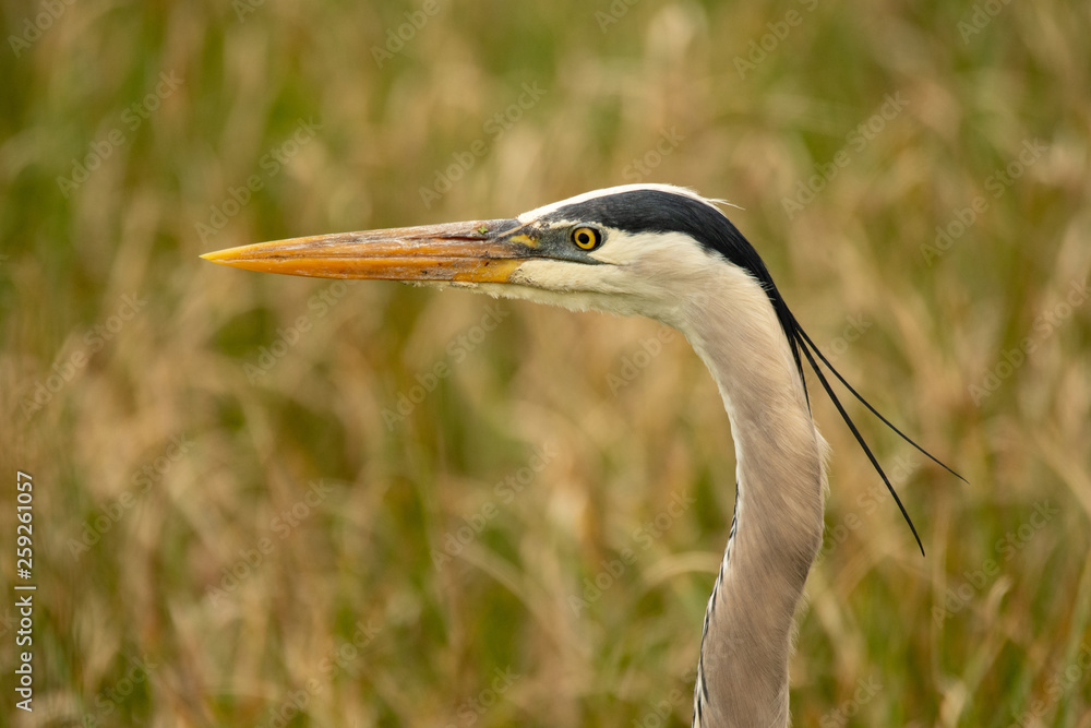 Orlando Wetlands