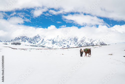 Man walking horses into the Snowy Mountains
