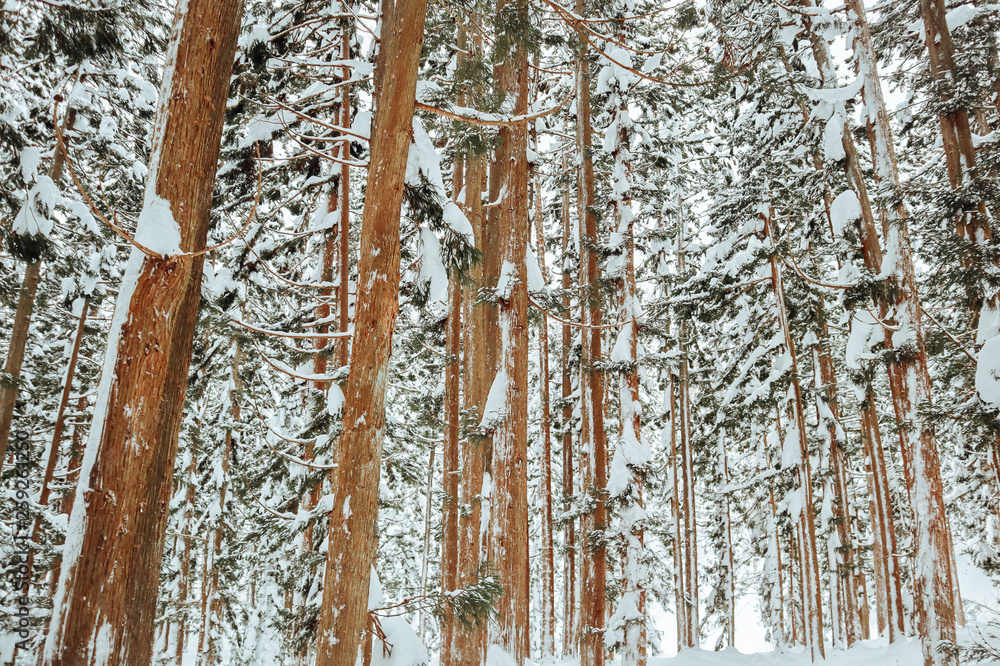 Fototapeta premium Snow Forest