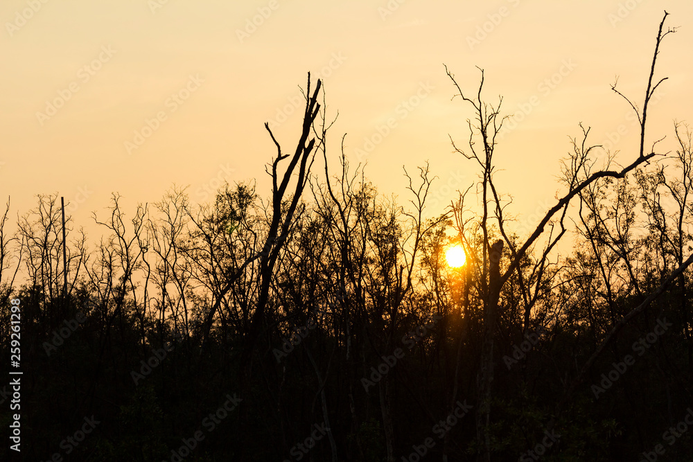 Obraz premium beautiful landscape, sunset above forest