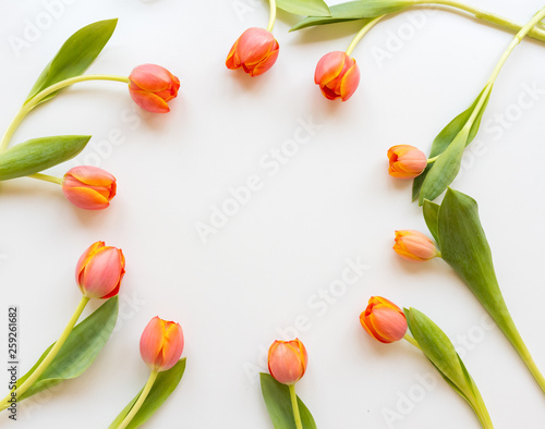 High angle view of orange tulips arranged in a circular frame against white background with copy space (selective focus) #259261682
