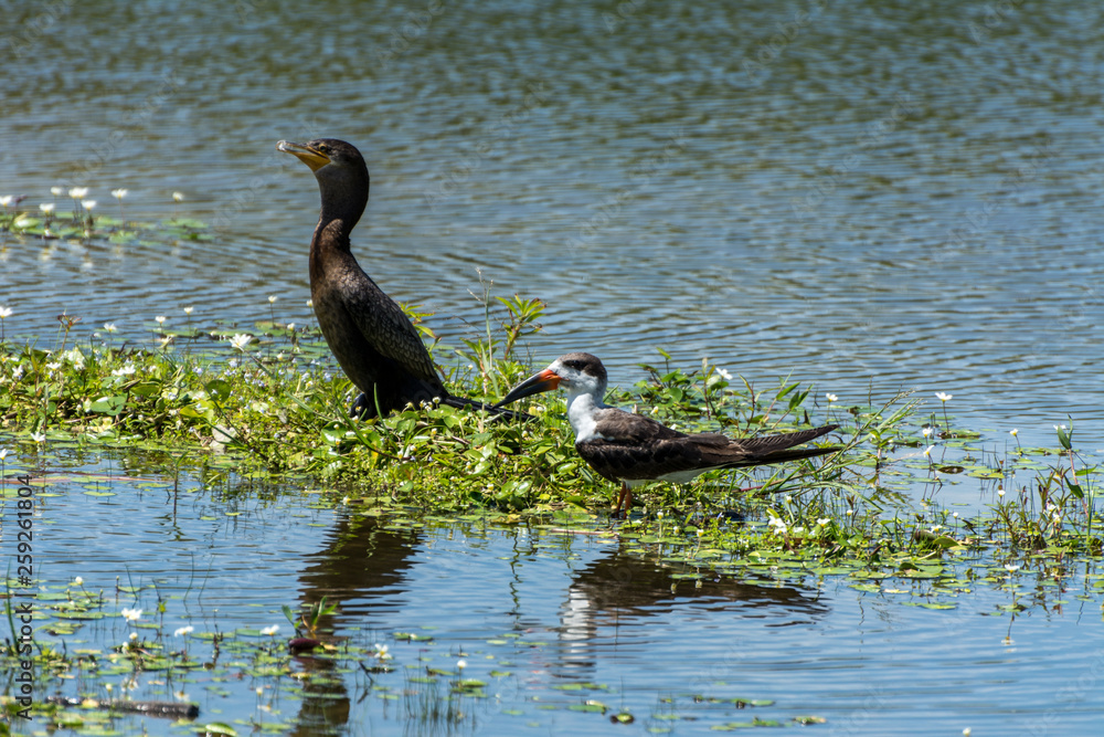 Two birds standing at the Lagoa da Chica, in Florianopolis, Brazil. Two birds standing at the Lagoa da Chica, in Florianopolis, Brazil.