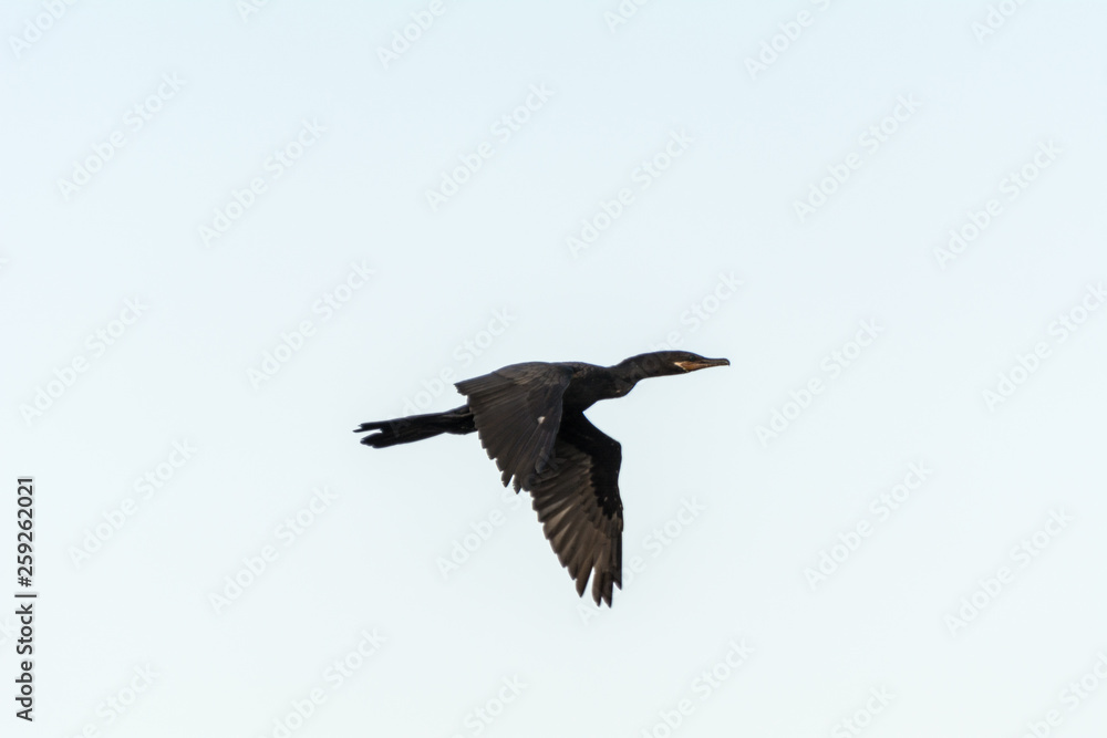 Black bird flying at the Conceicao Lagoon, in Florianopolis, Brazil. Black bird flying at the Conceicao Lagoon, in Florianopolis, Brazil.