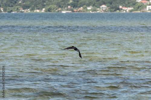 Black bird flying at the Conceicao Lagoon  in Florianopolis  Brazil.