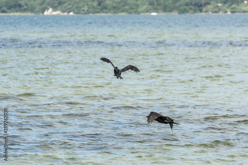 Black bird flying at the Conceicao Lagoon, in Florianopolis, Brazil.