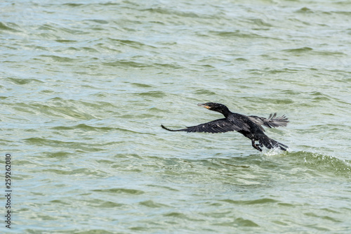 Black bird flying at the Conceicao Lagoon, in Florianopolis, Brazil.