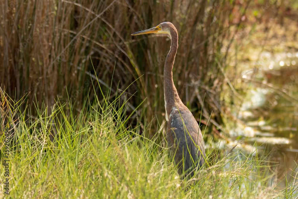 Florida Wetlands Florida Wetlands