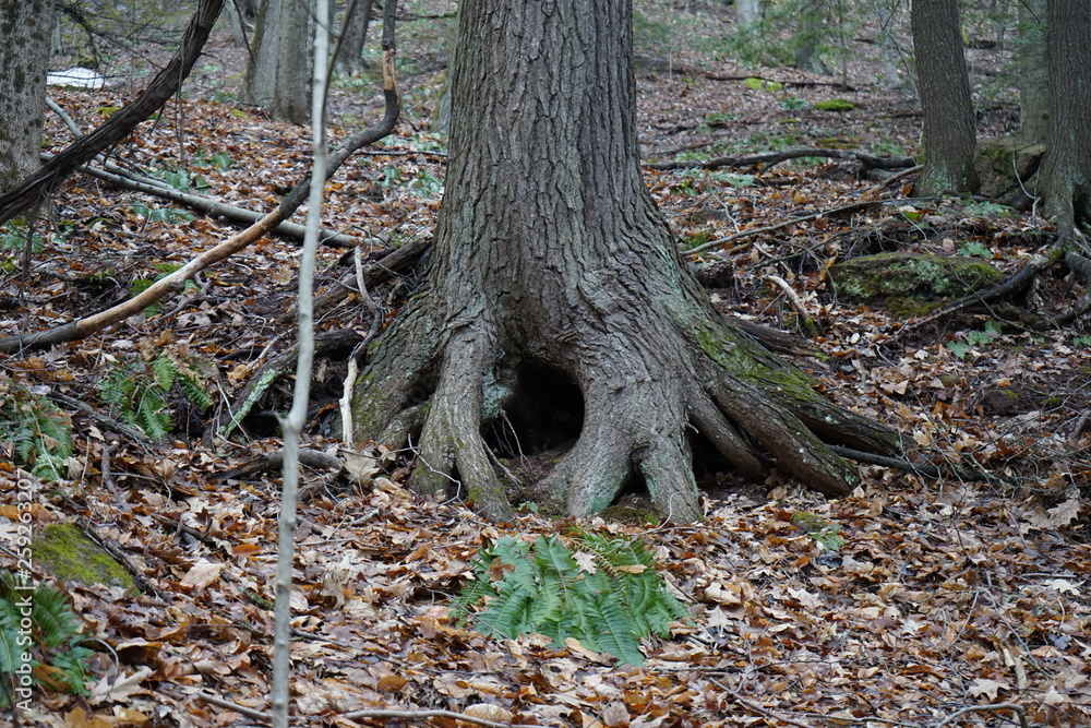 tree in the forest with natural hole tree in the forest with natural hole