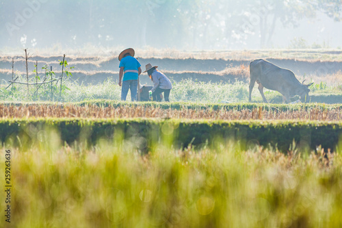 Fotografie Farmers working in their harvested ricefield