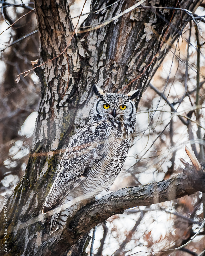 great horned owl on a tree