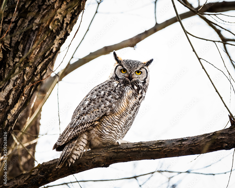 great horned owl on branch