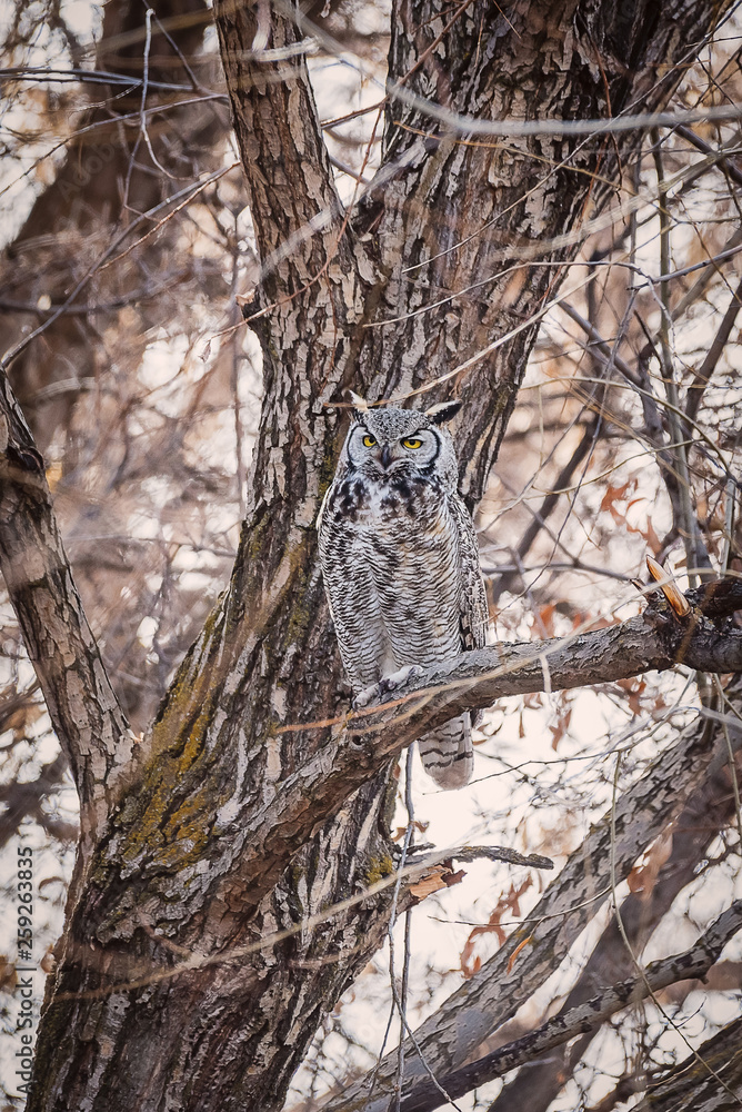 Great Horned Owl in a tree