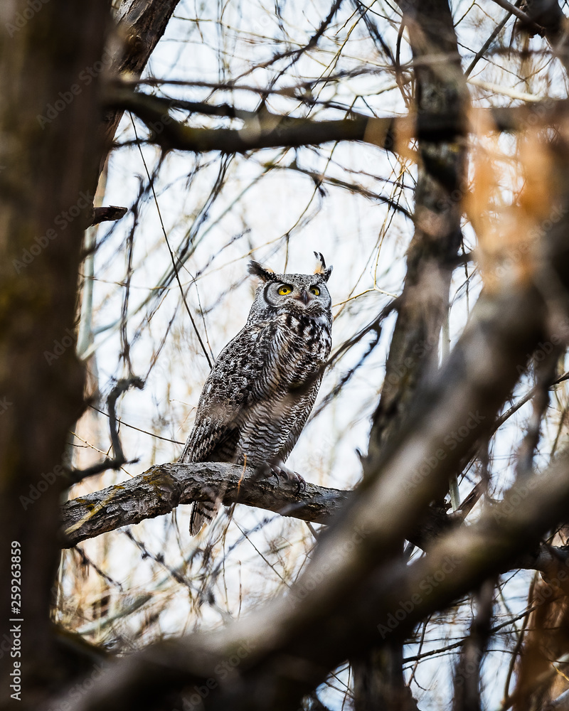 Great Horned Owl perched with natural framing