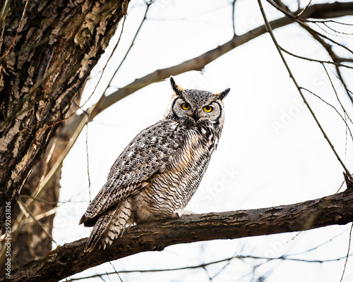 great horned owl on branch