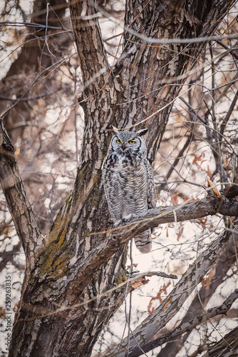 Obraz na płótnie Great Horned Owl in a tree w salonie