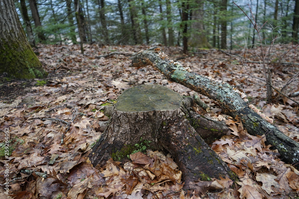 Obraz premium stream in forest