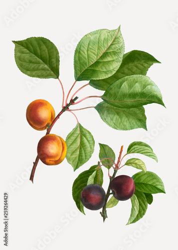 Apricots and plums