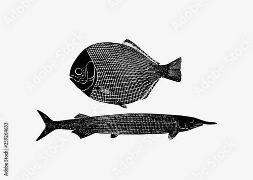 Two fish vintage drawing