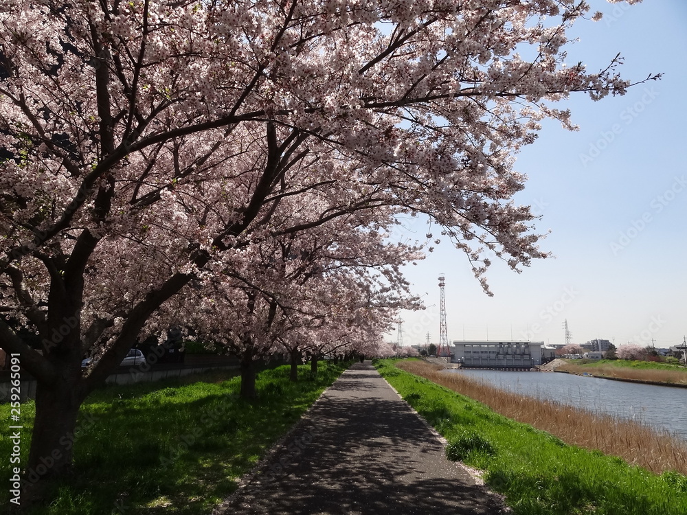 新川の桜 新川の桜