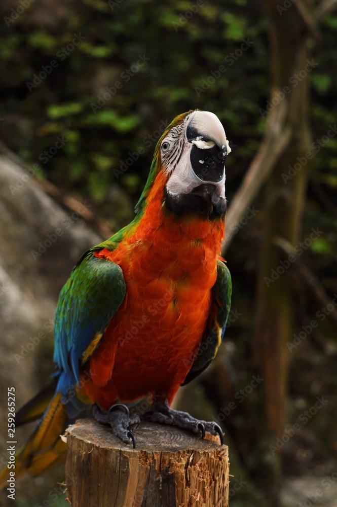 colorful parrot colorful parrot