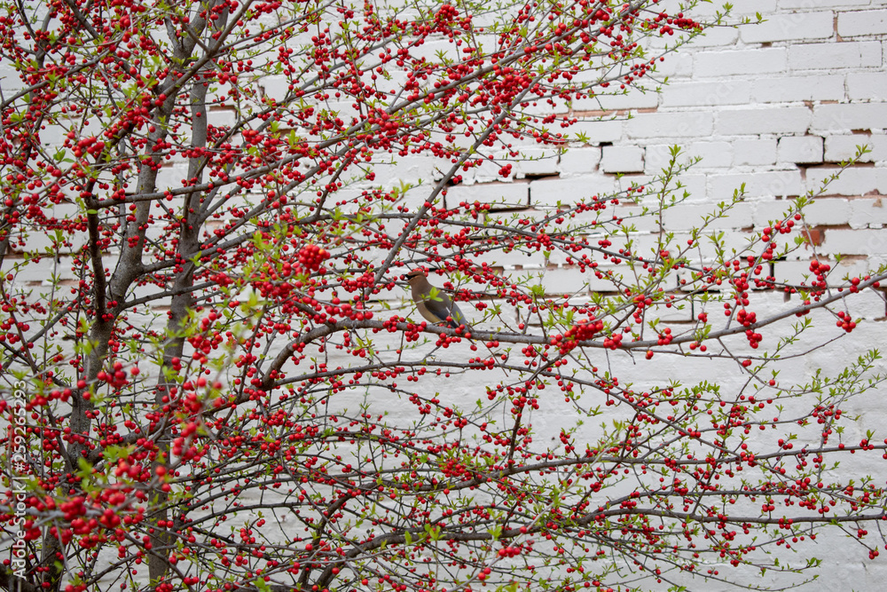 Red Berry Bush