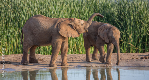 Young African elephants drinking water and playing © Duncan Noakes