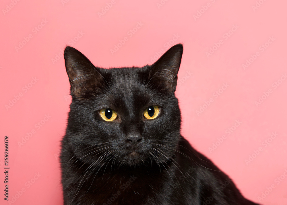 Portrait of an adorable black cat with yellow eyes looking intently slightly to viewers right. As of 2017, the domestic cat was the second-most popular pet in the U.S.