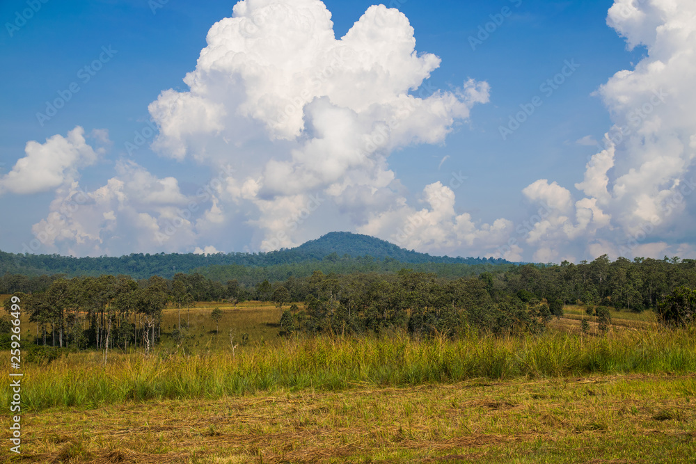 Landscape of Savanna Forest and mountain with a blue sky and white clouds in the spring afternoon 